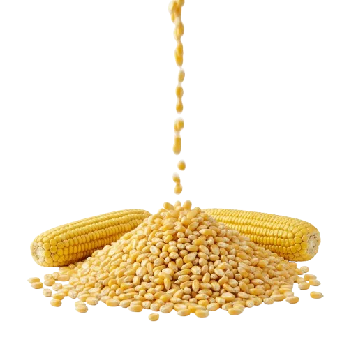 Maize
